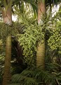 Lord Howe Island_20061211_049